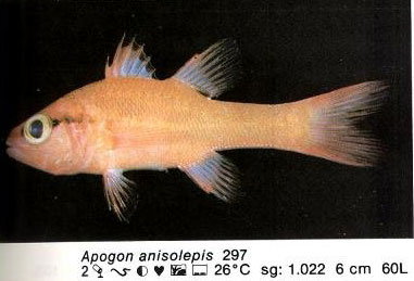 Apogon anisolepis